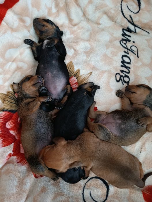 Продаю щенки таксы