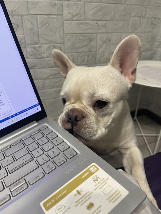 Прдается французский бульдог!