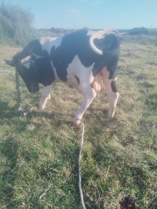Vând taure și  vaca cu  lapte