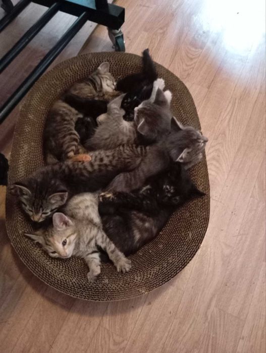 Отдам котят в добрые руки