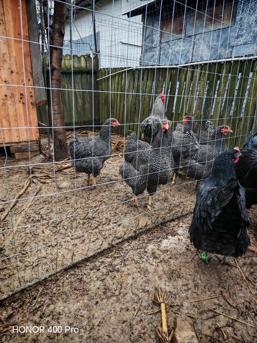 Familie playmut rock