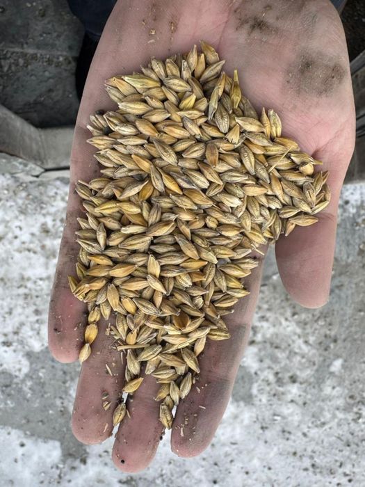 Продается ячмень