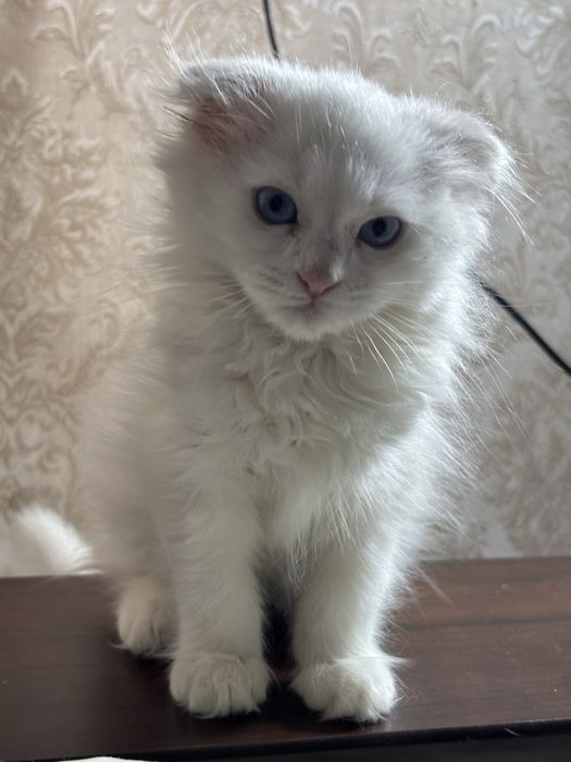 Вислоухий котенок