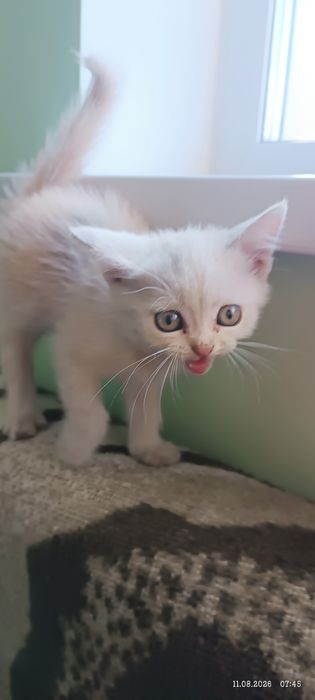 Британские котята