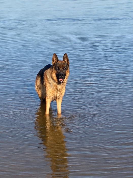 Вязка немецкая овчарка, кобель