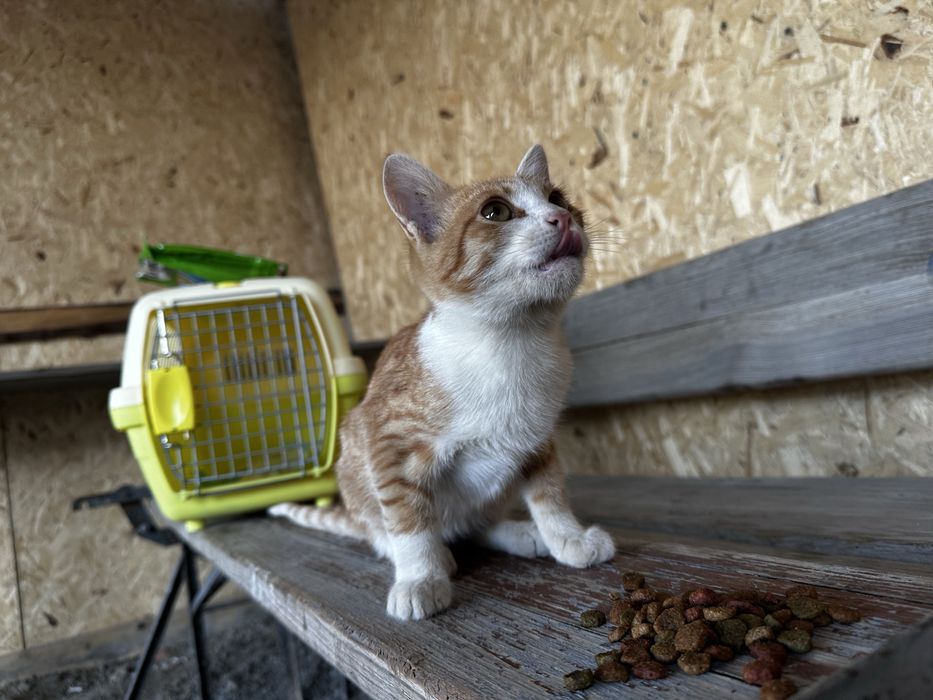 Котенок мальчик 3 месяца