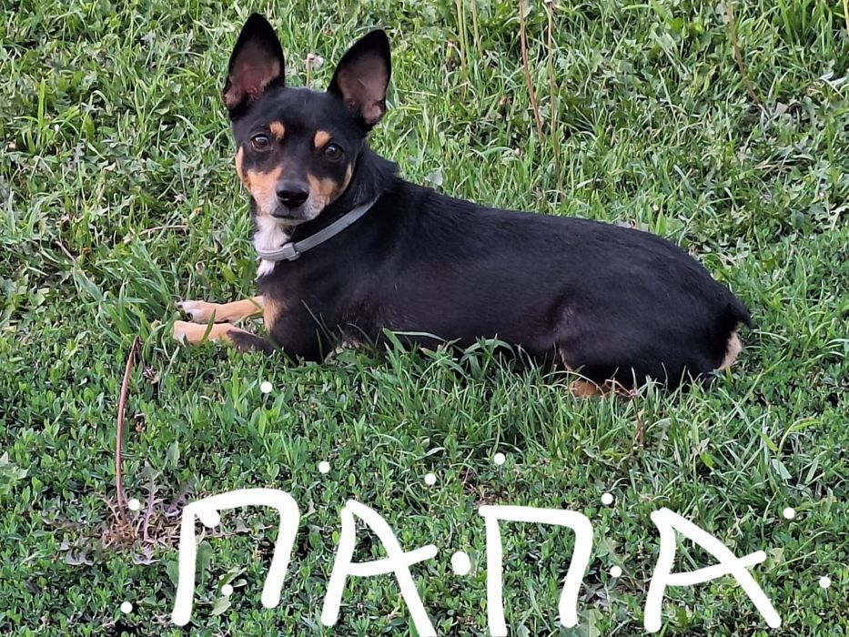 Щенки  пинчера-той