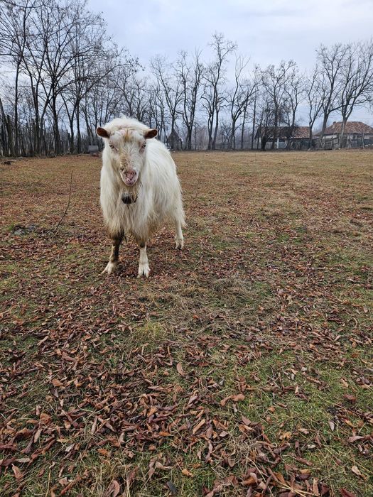 Vand Țap Matur Saanen