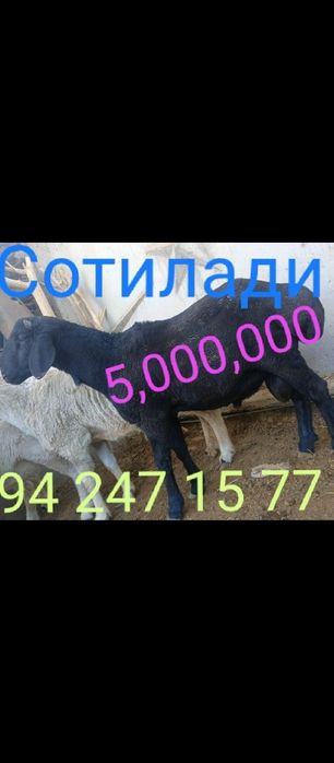 Срочно продаётся бараны!