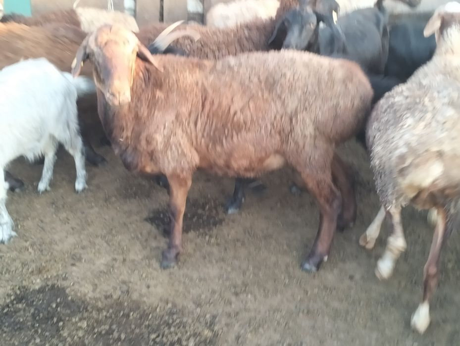 Продам қошқар етті жақсы тұқымды