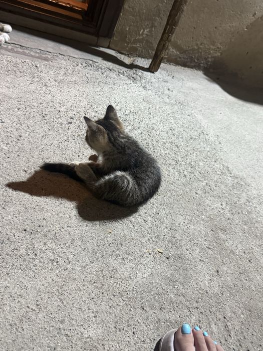Отдам котят в добрые руки
