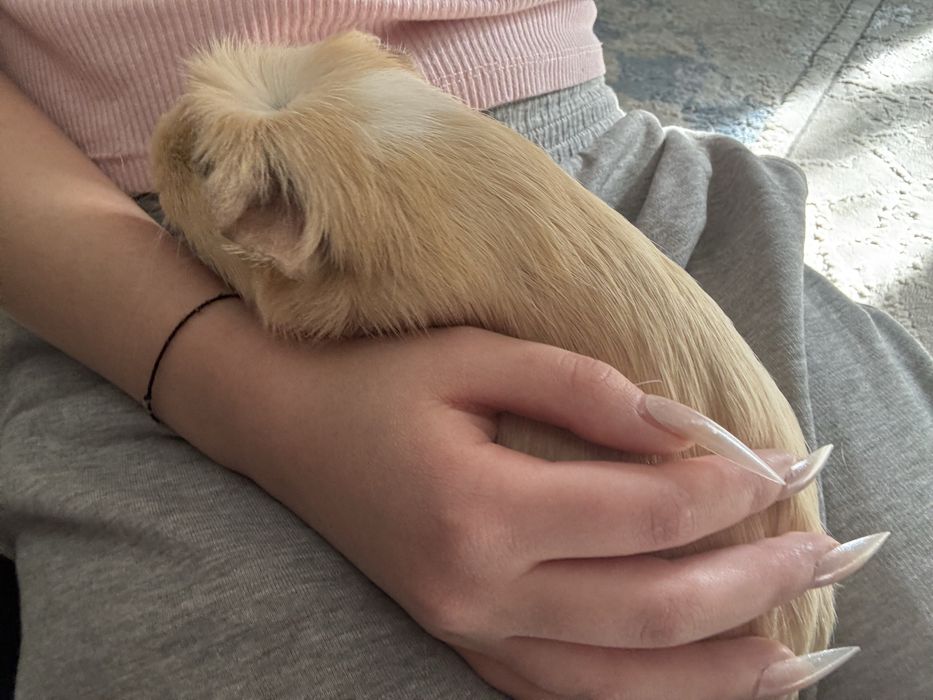 морская свинкааа