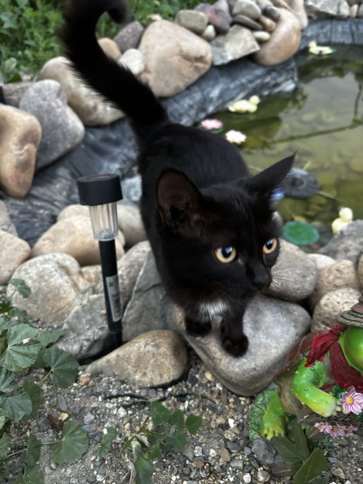 Прибился котенок девочка