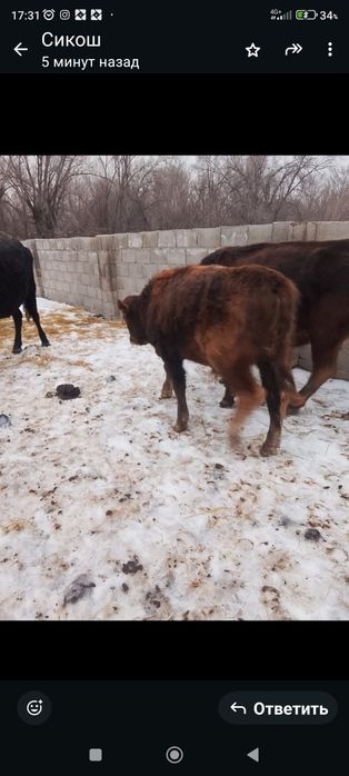 Продам бычка 8,9 месяцев