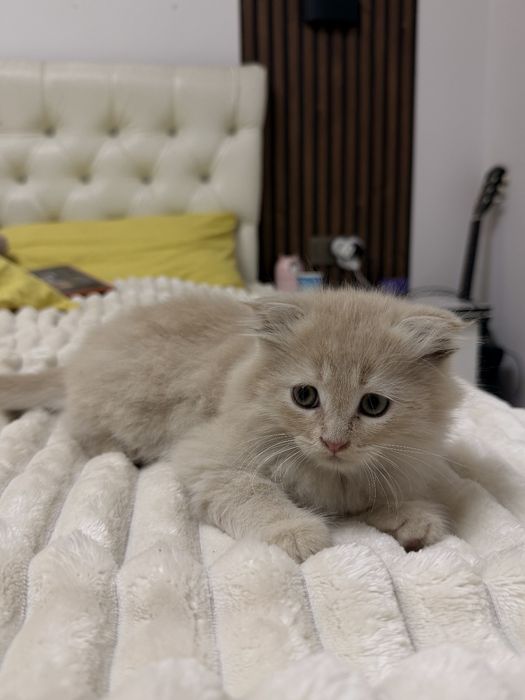 Продается вислоухий котенок