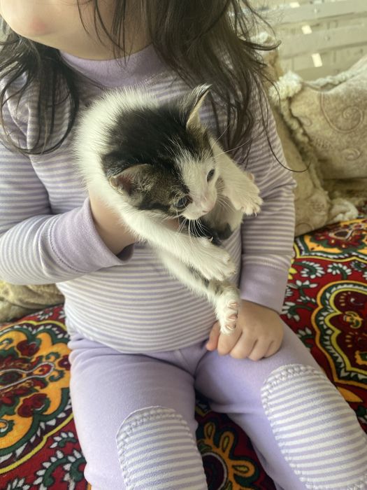 Чистые Домашние котята