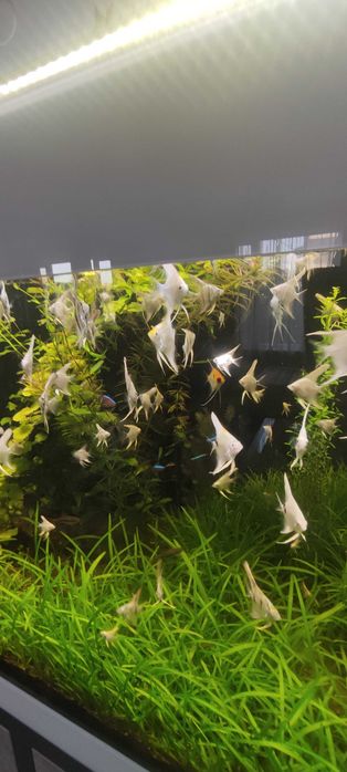 Продавам скаларии