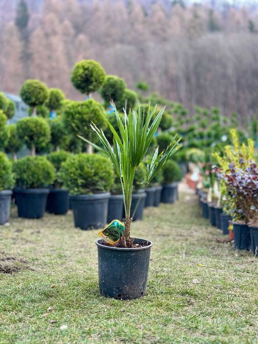 Plante Ornamentale pentru Curți, Vile și Grădini