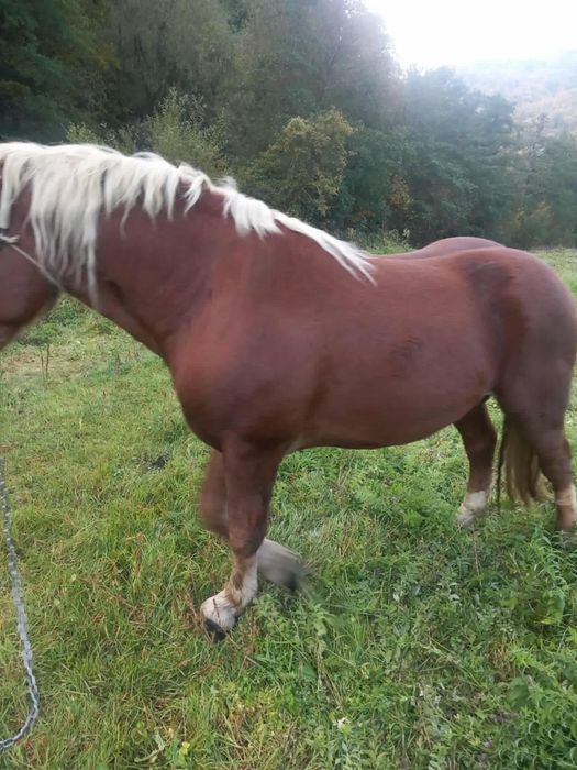 Vand armasar rasa semigreu