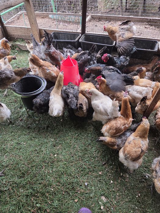 Продам смешанных курей несущие цветные яйца.