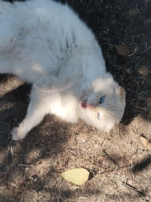 отдам милого кота в ДОБРЫЕ руки.