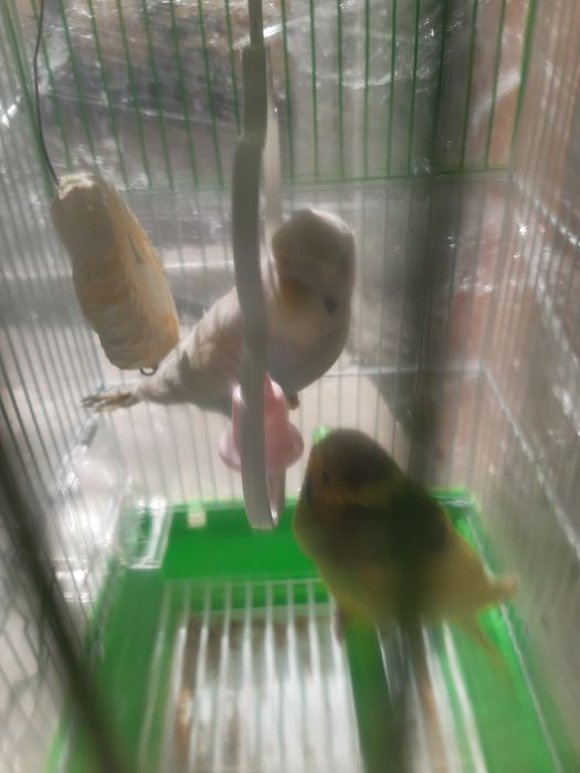 Тути   (папугай).