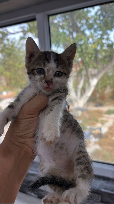 Котята красивые 1,5 месяца