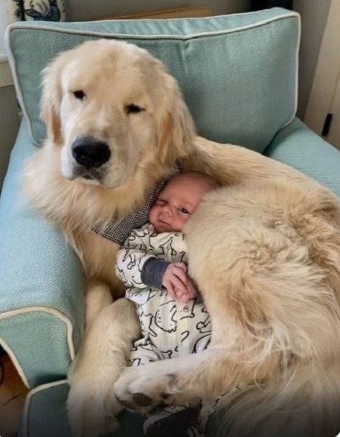 Голдены. Щенки. Мальчики и девочки.