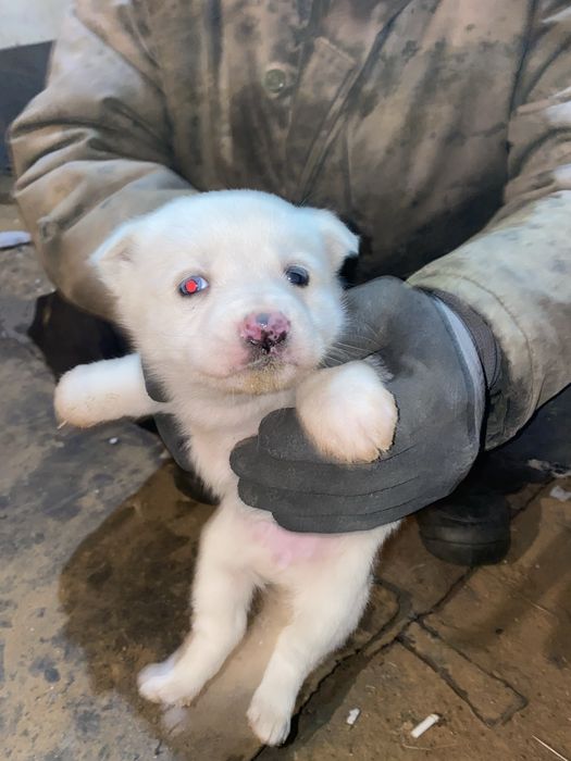 отдам в хорошие руки