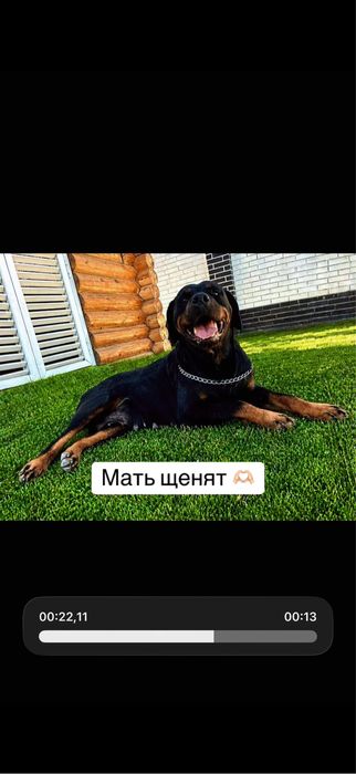 Щенки ротвейлера доставка есть