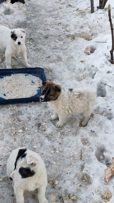 Маленькие комочки ищут дом