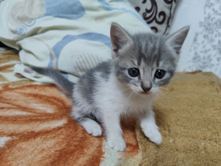 Отдам котят в добрые руки