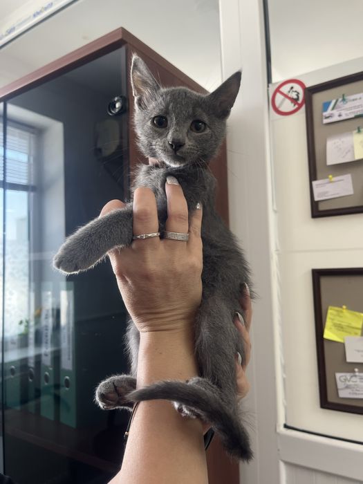 Отдаем котят в добрые руки
