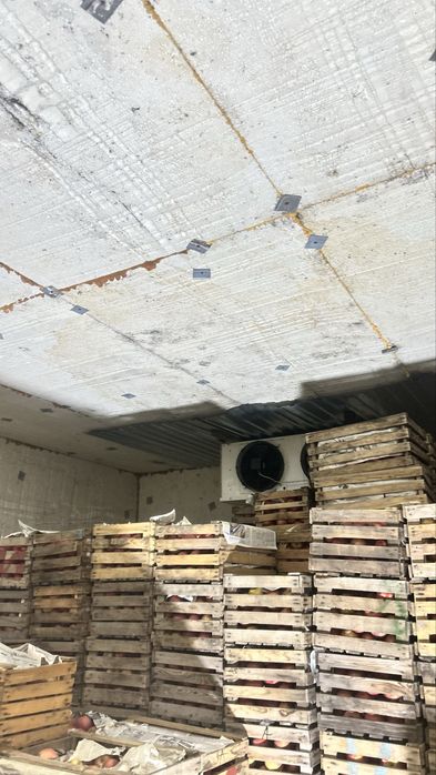 Яблоки амириканка