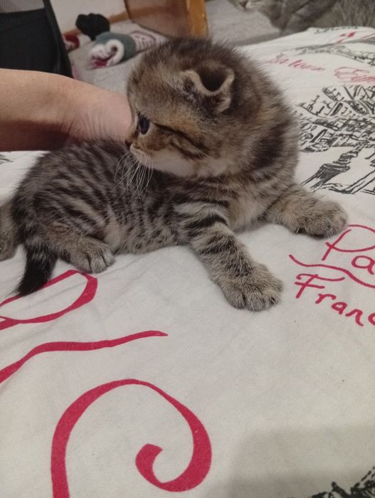 Шотландский вислоухо