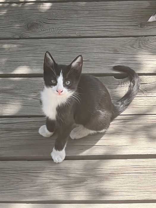 Котенок в хорошие руки