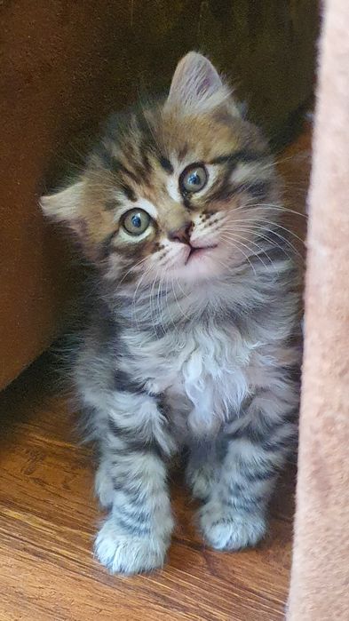 Котята шотландский вислоухой