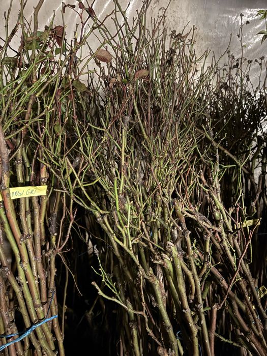 Trandafiri Pomișor EN-GROS (nu trimitem prin curier)