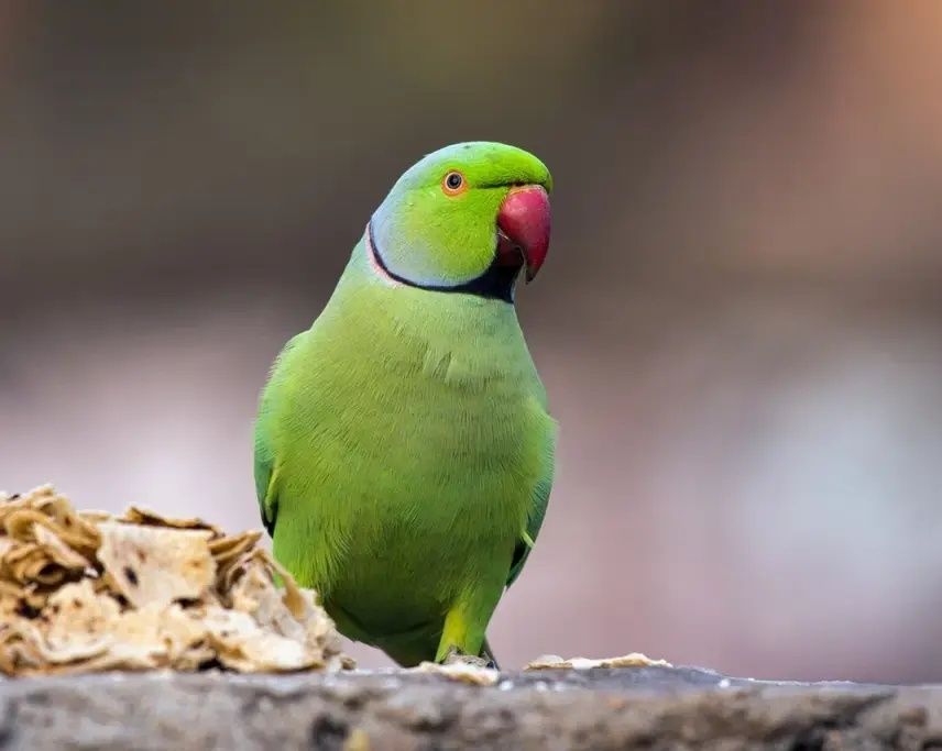 Ручные ожереловые попугаи