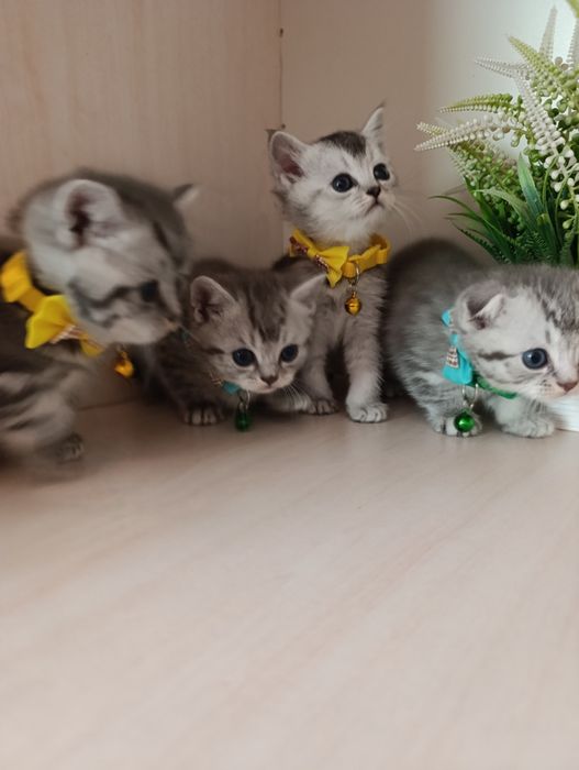 Серебристая шиншилла.Скоттиш страйт и Фолд