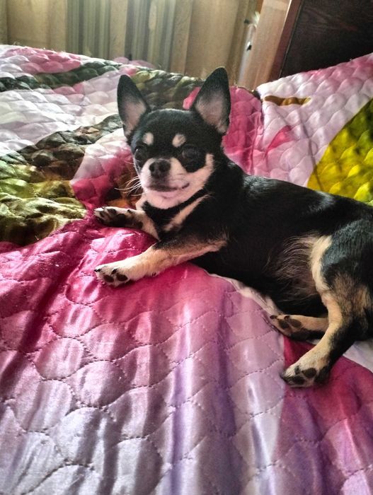 Вязка чихуахуа кобель.