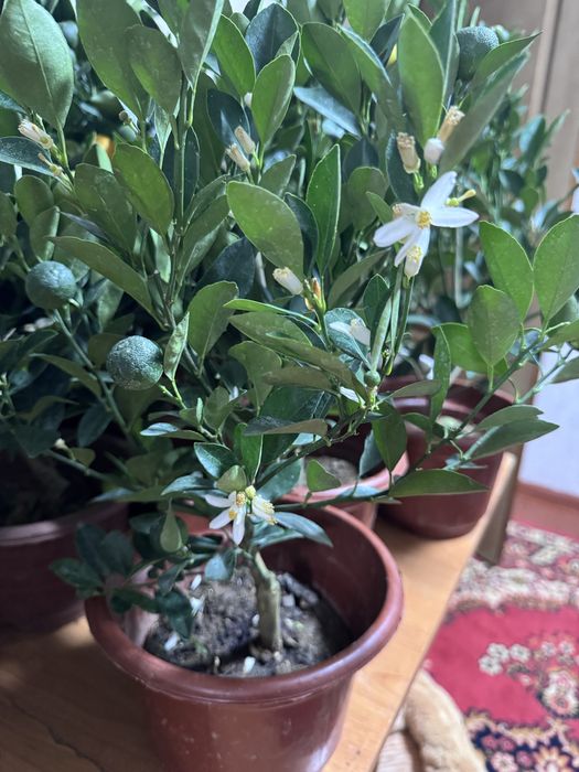 Цитрусовое дерево каламондин