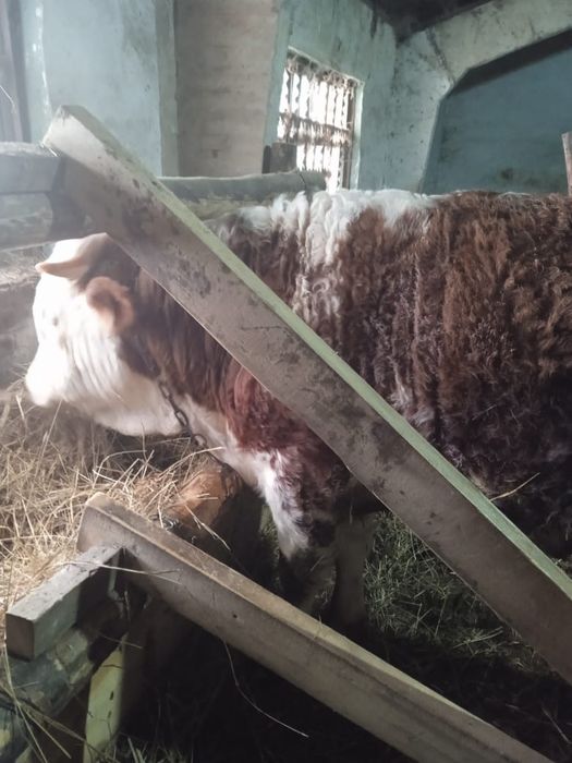 Продам быков Симментальской породы