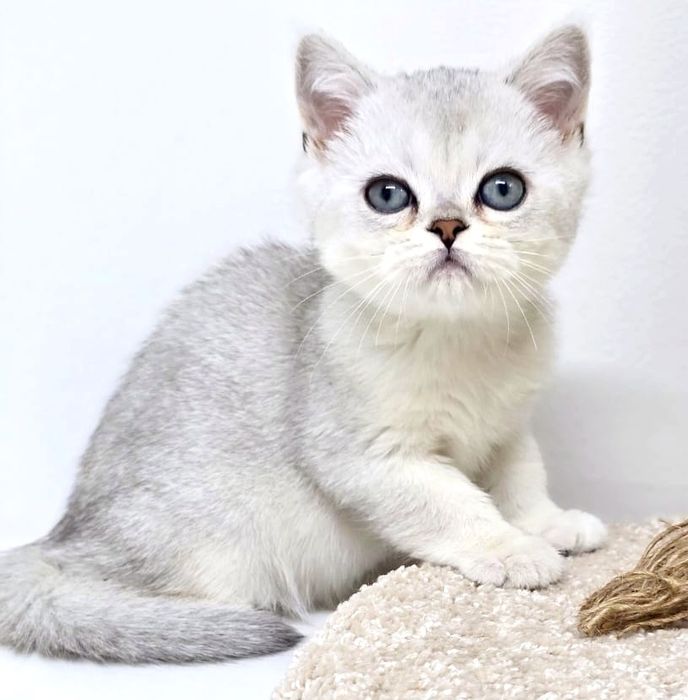 котята британские