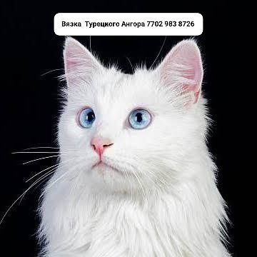 Вязка кот Турецкого Ангора