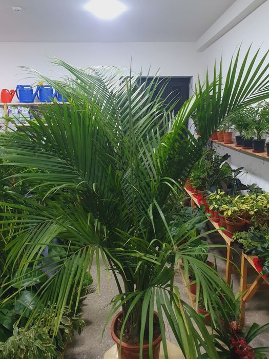 Кокосовая пальма kokos palma