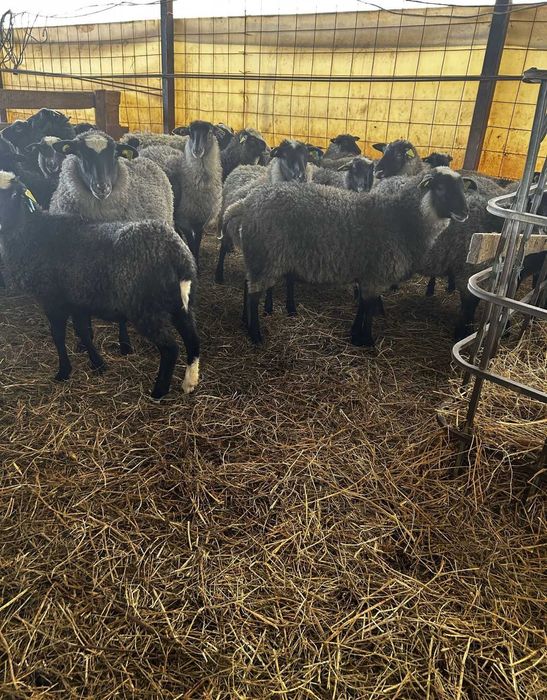 Miele romanov de vanzare