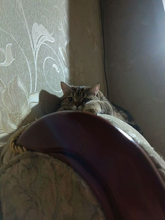 Ищем кошку для вязки. Британский короткошерстный кот.