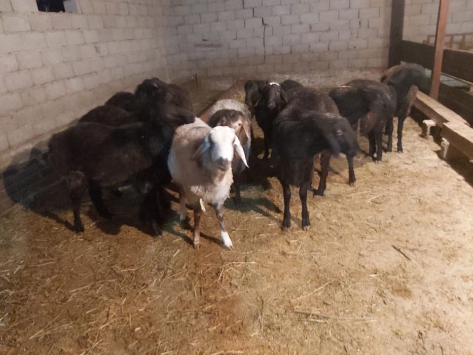 Кошкарлар сатылады