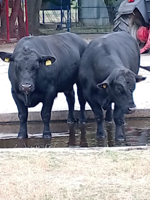 Vand 2 tauri Angus